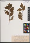 Foto von Salix caprea L.